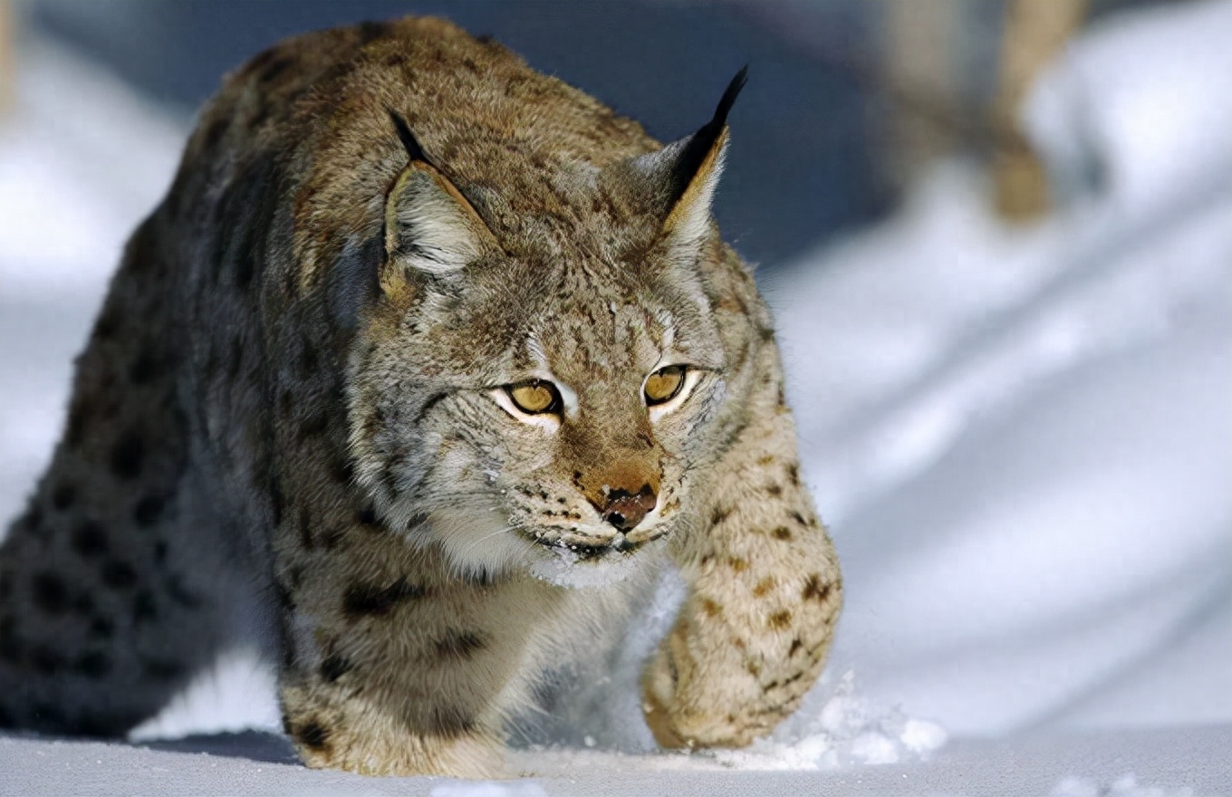 回顾云南首次拍到猞猁,堪称"屠狼机器"的猞猁为何会对狼痛下杀手?