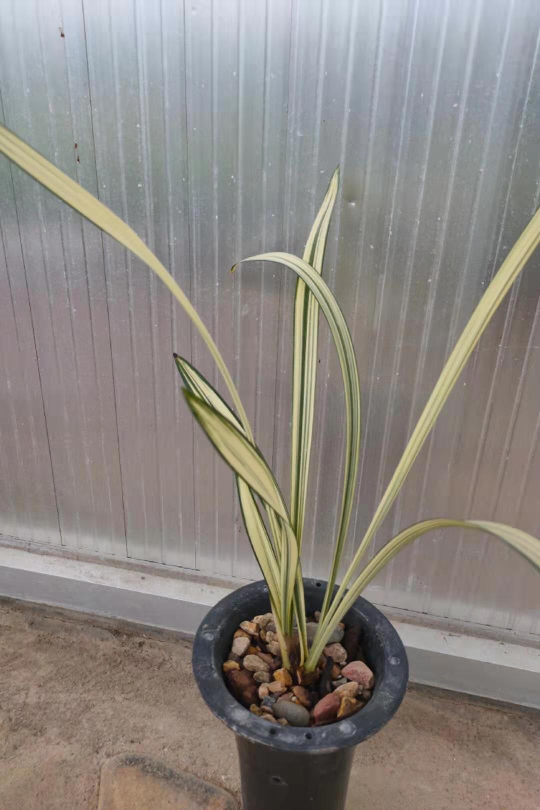 它是建兰艺草中的名品,叶艺双馨,花香浓醇,极具收藏价值