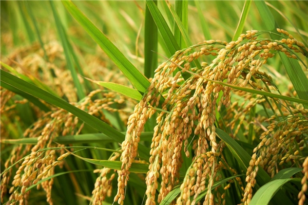 秋成米业贵宾稻五常大米炊出一碗完美的饭