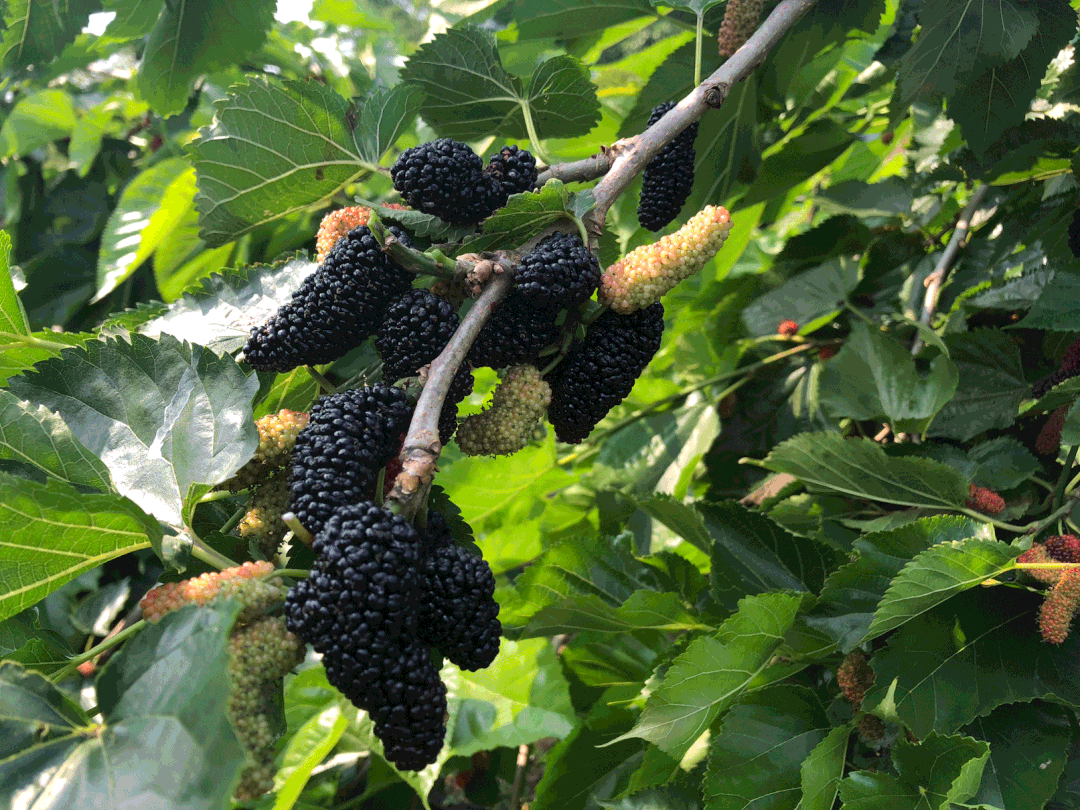 广州宝桑园桑果任摘任吃免费再带1斤缫蚕丝还能喂兔子