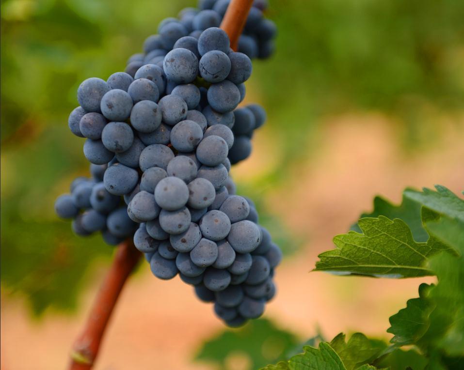 快来种蓝宝石葡萄果实累累非常好养每年都结果-农兜网