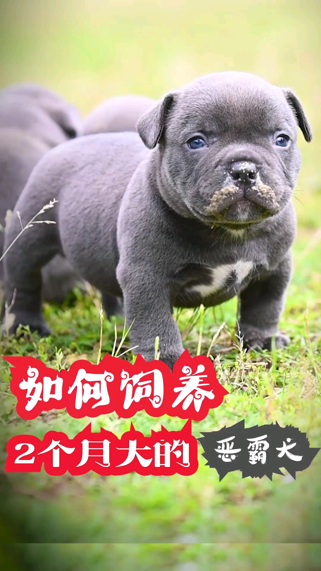 如何饲养2个月大的小恶霸犬#萌宠#恶霸犬