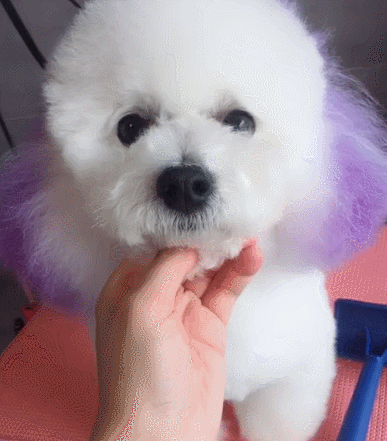 比熊"舔人"的真相,这些你都不知道!