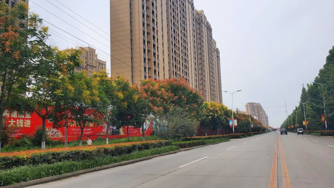 美了美了!栾花正盛,夏邑的初秋,有这样独特的景色!