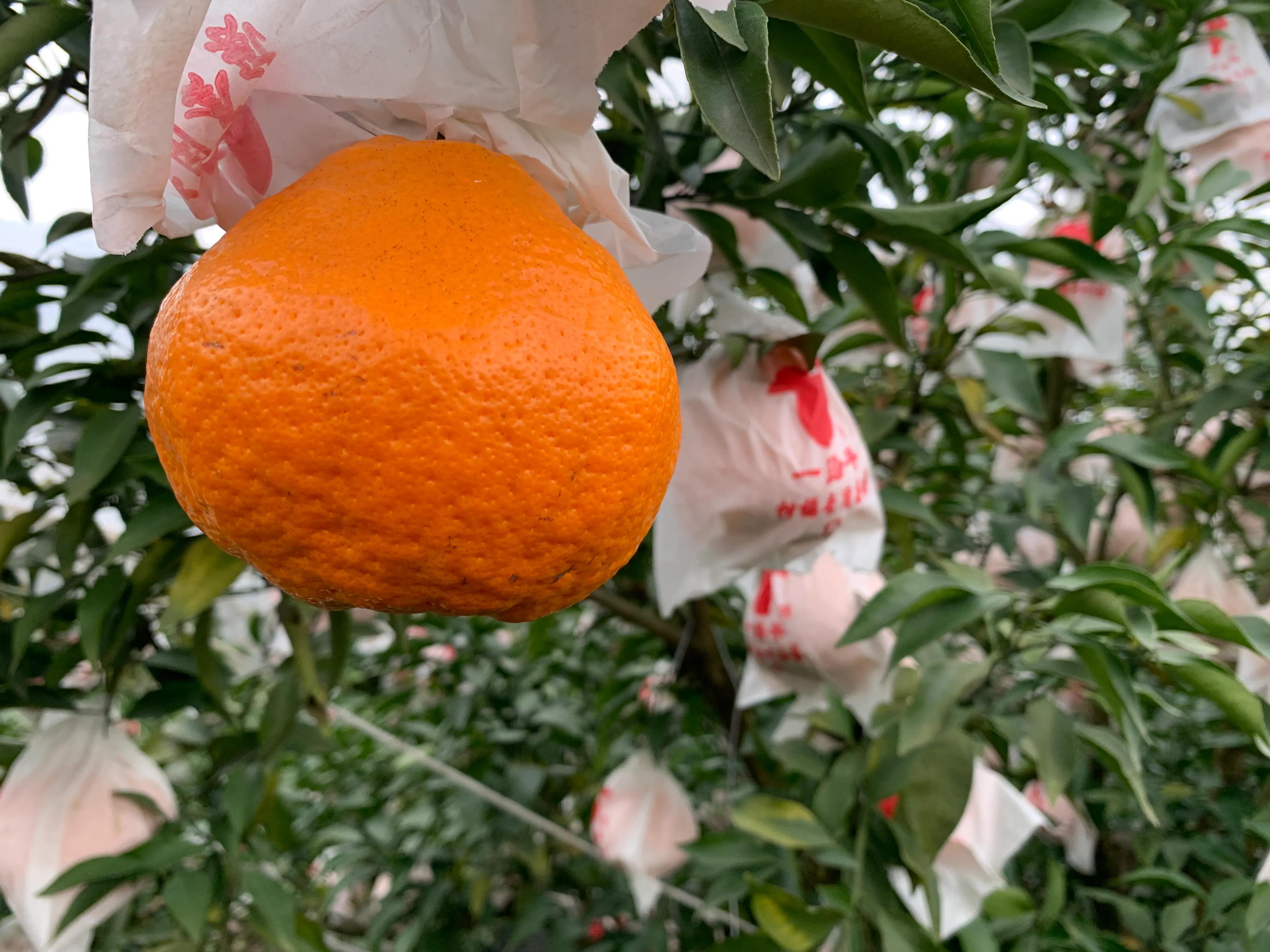 柑橘爱媛与耙耙柑,哪个的市场前景好?果农的选择有点特别