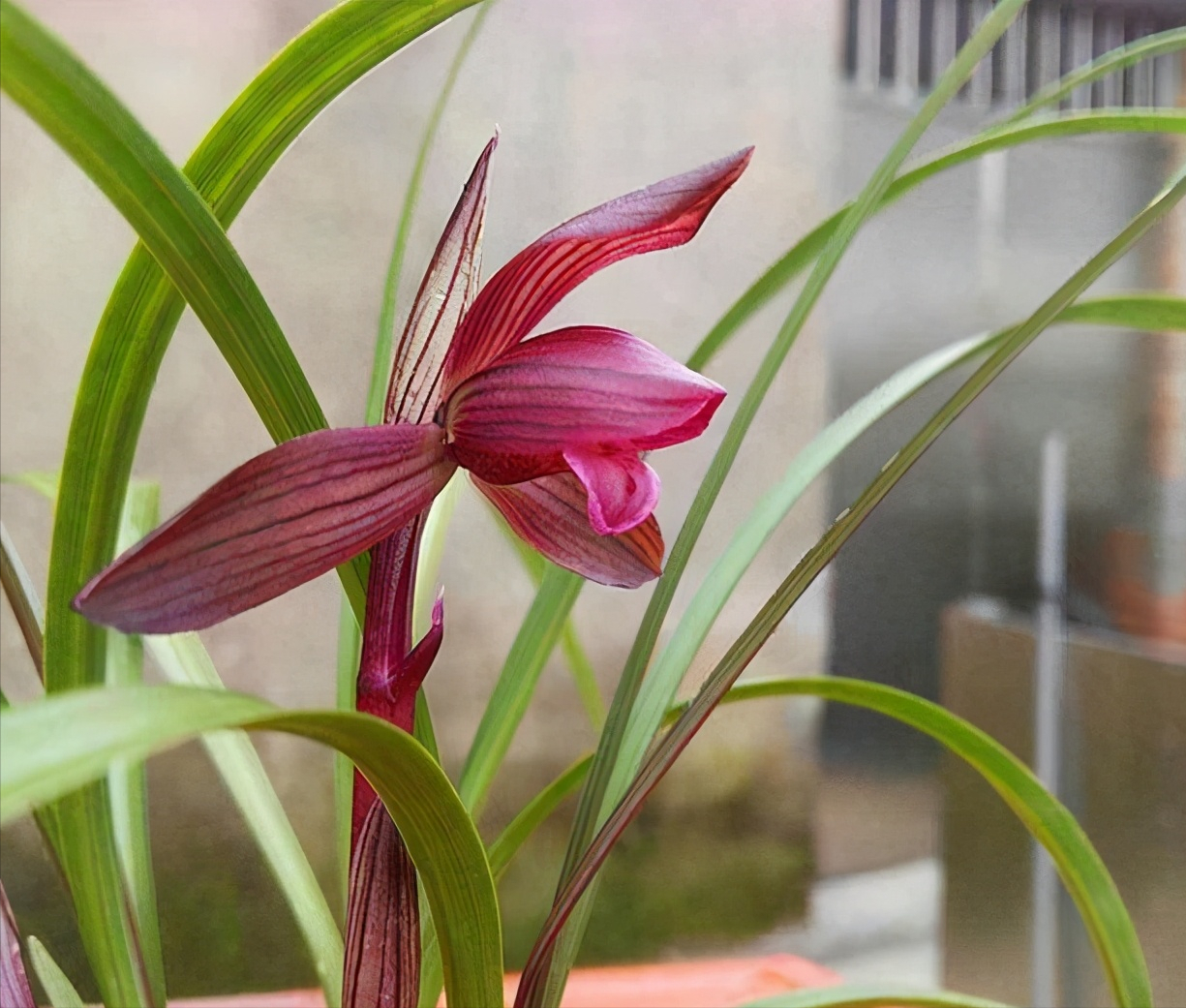 名贵兰花—醉红素,是"老花匠"的最爱,香味扑鼻,越看越觉得美