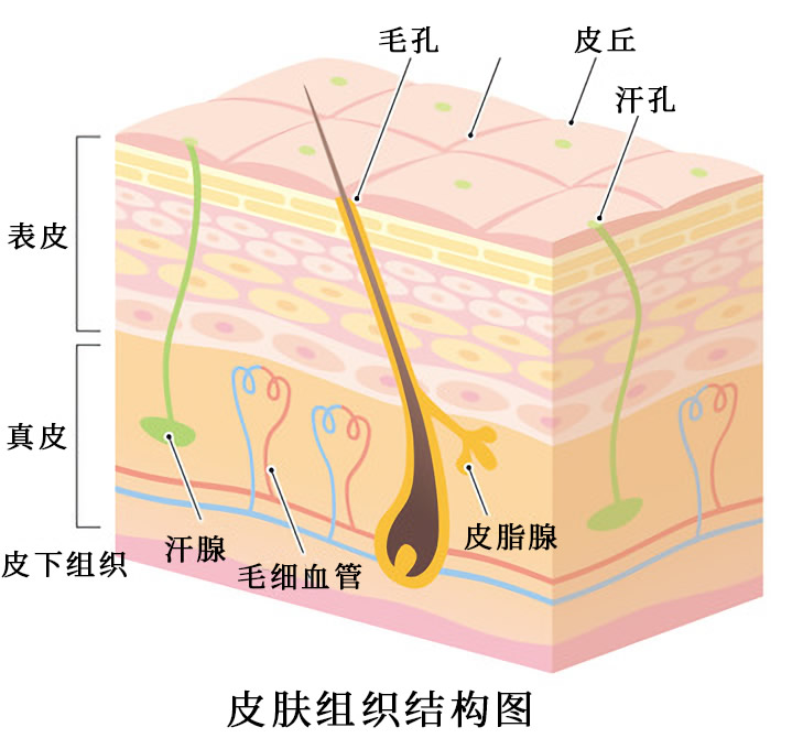 皮肤结构是哪三大层9小层?