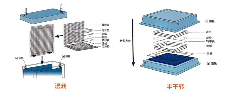 天能ve-586丨小爱实验:wb实验之大分子量蛋白转膜
