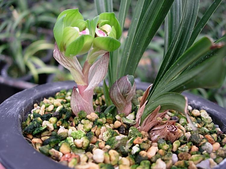 春兰皇后——绿云,曾经的极品兰花,如今少抽一包烟,就能买回家