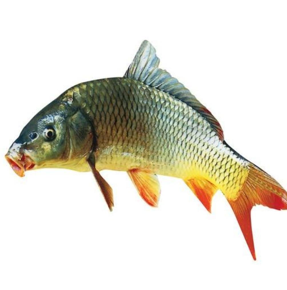 英国最大鲤鱼塔尔卡去世,享年25岁,钓者们缅怀:r.i.p to 塔尔卡