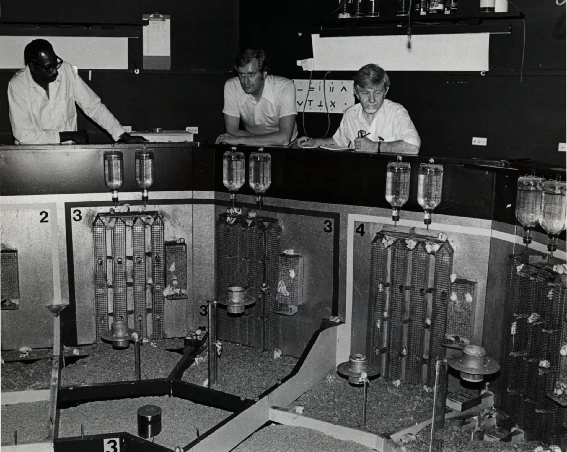 "25号宇宙"实验,科学家用老鼠模拟人类乌托邦,结果无法接受