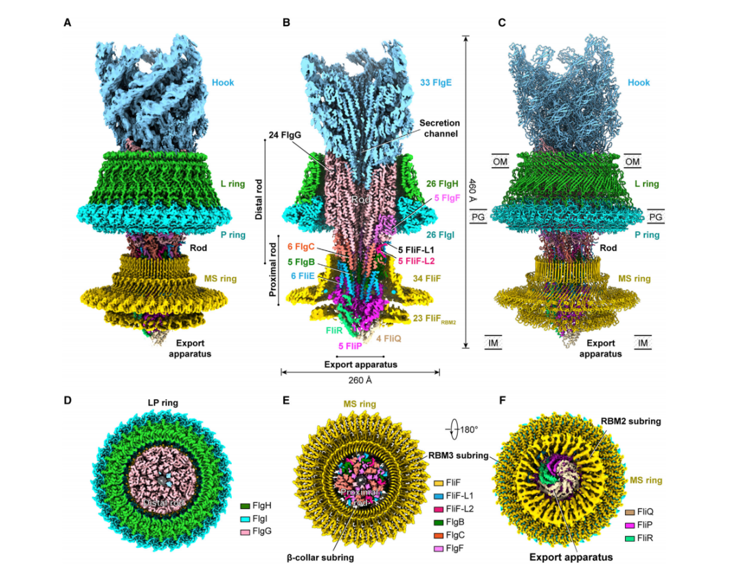 浙大教授揭开细菌"飞奔"的秘密,1秒能跑出100倍的距离 | 专访