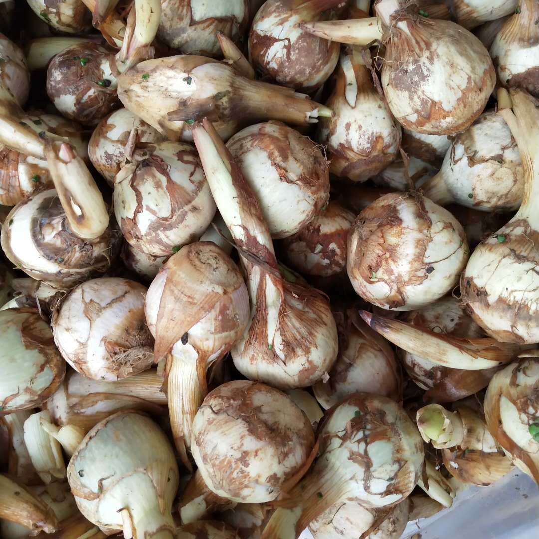 秋季来了,常吃以下三种食物,排毒抗衰,增强抵抗力,早吃早好