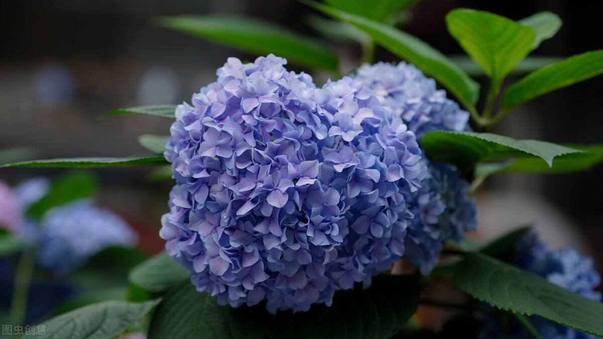 每日一花:绣球花—希望,浪漫与美满,耐阴,花簇大,花色可调