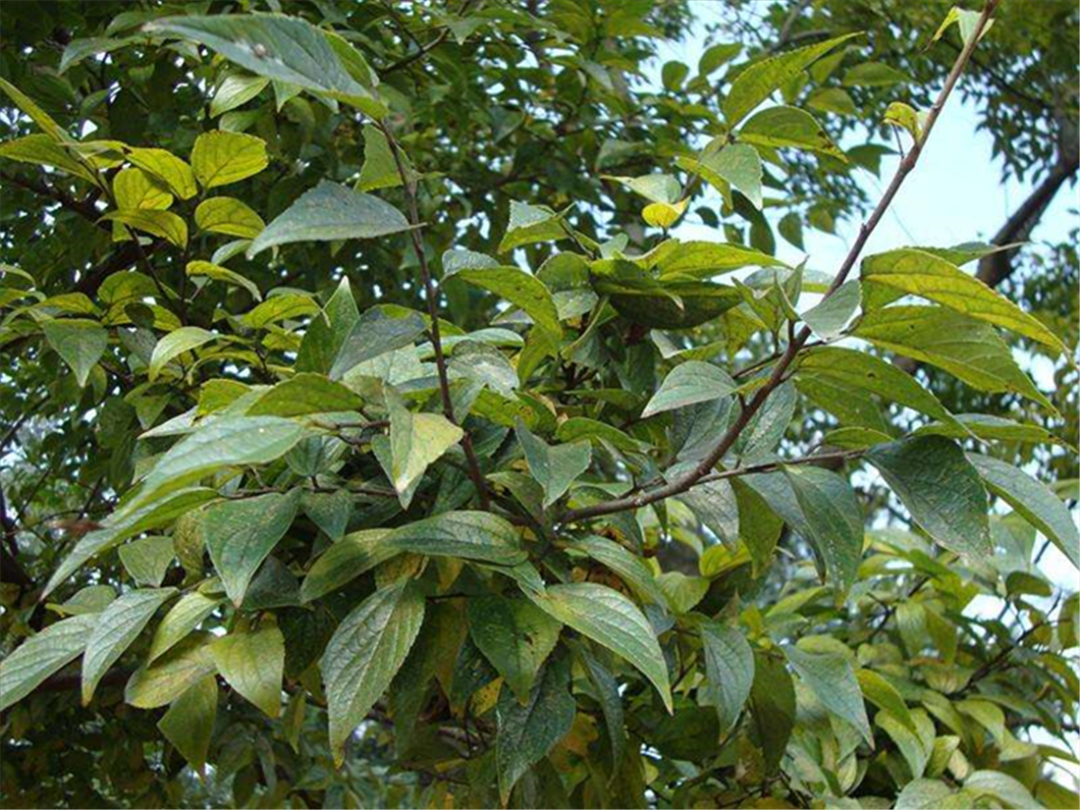 四川玉屏山古墓前一棵朴树,大晴天竟然会下雨,拍手掌雨会更大