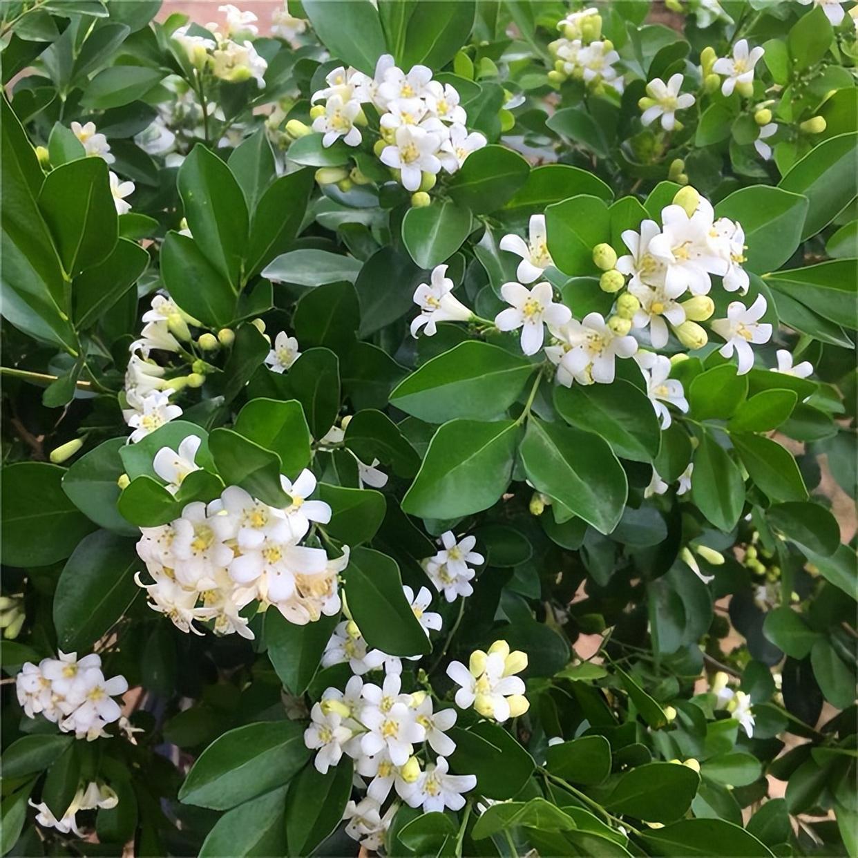 "香水皇后"在阳台放两盆,可以净化空气,关键是适合新手