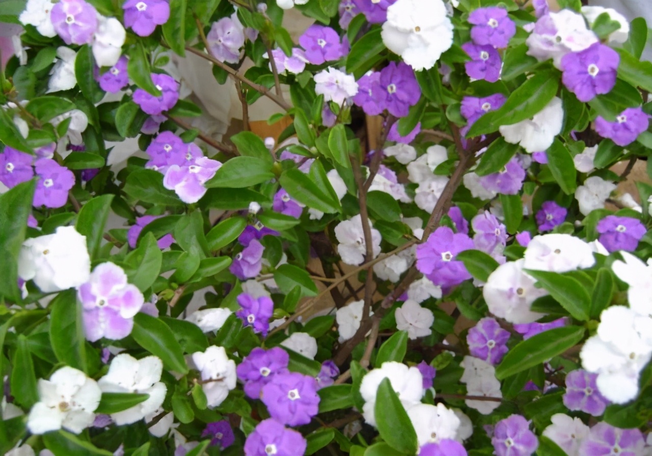 比较适合家庭种植,并且花开有两种颜色的它——双色茉莉