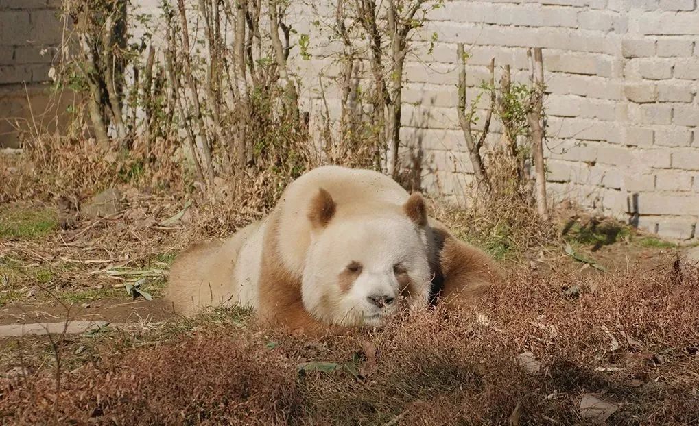 棕色大熊猫!据说这才是国宝本色