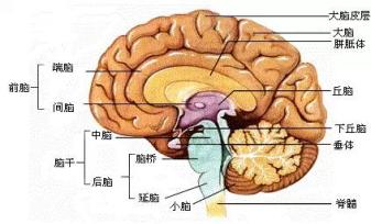 人脑真实的解剖图图片