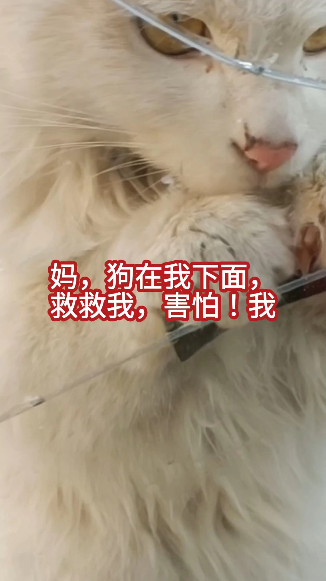 妈咪救我一切都是狗的错