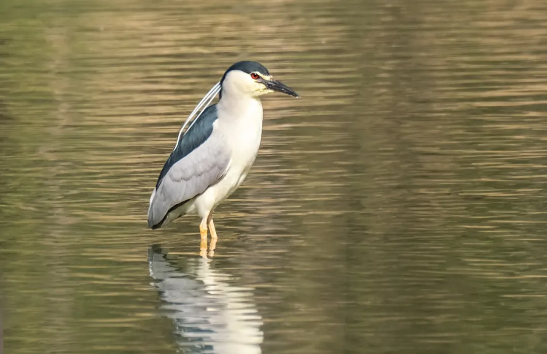 山西鸟类图鉴夜鹭
