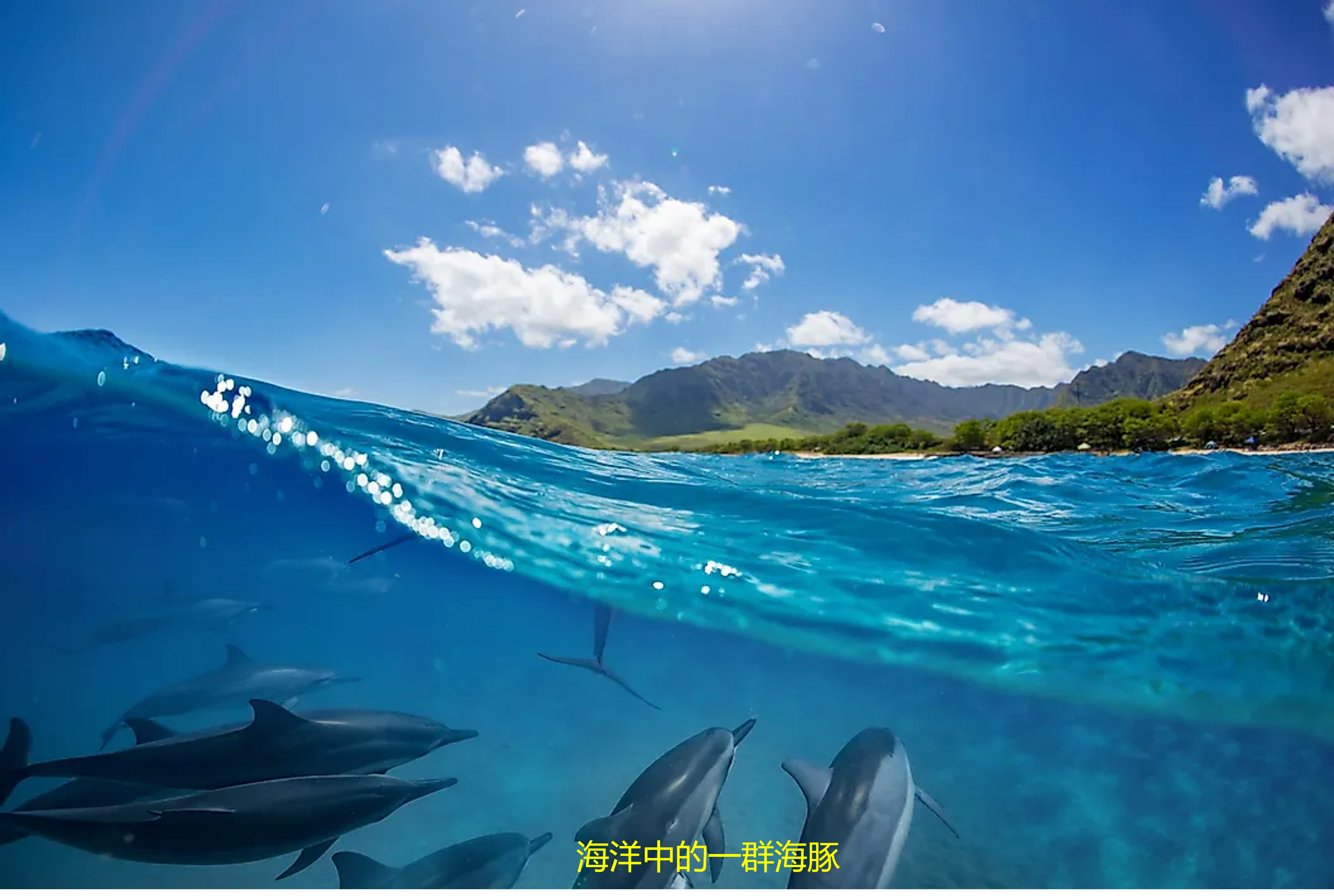 海洋垂直分为哪5个层带?各层带的生物有什么特点?