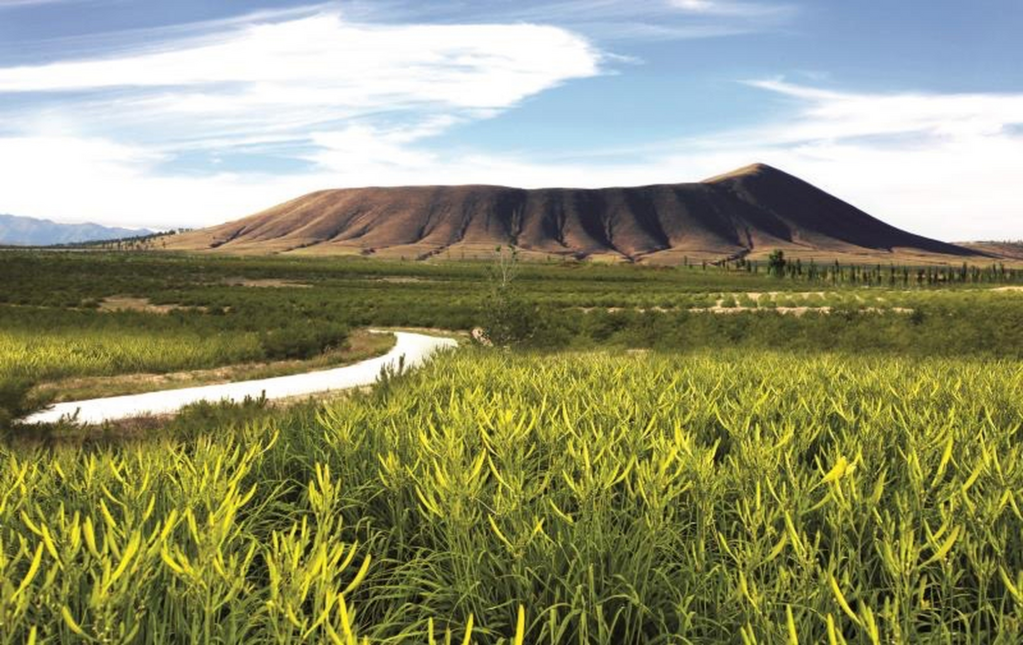 大同市云州区唐家堡村,这个拥有六百年黄花规模化种植历史的村庄,是
