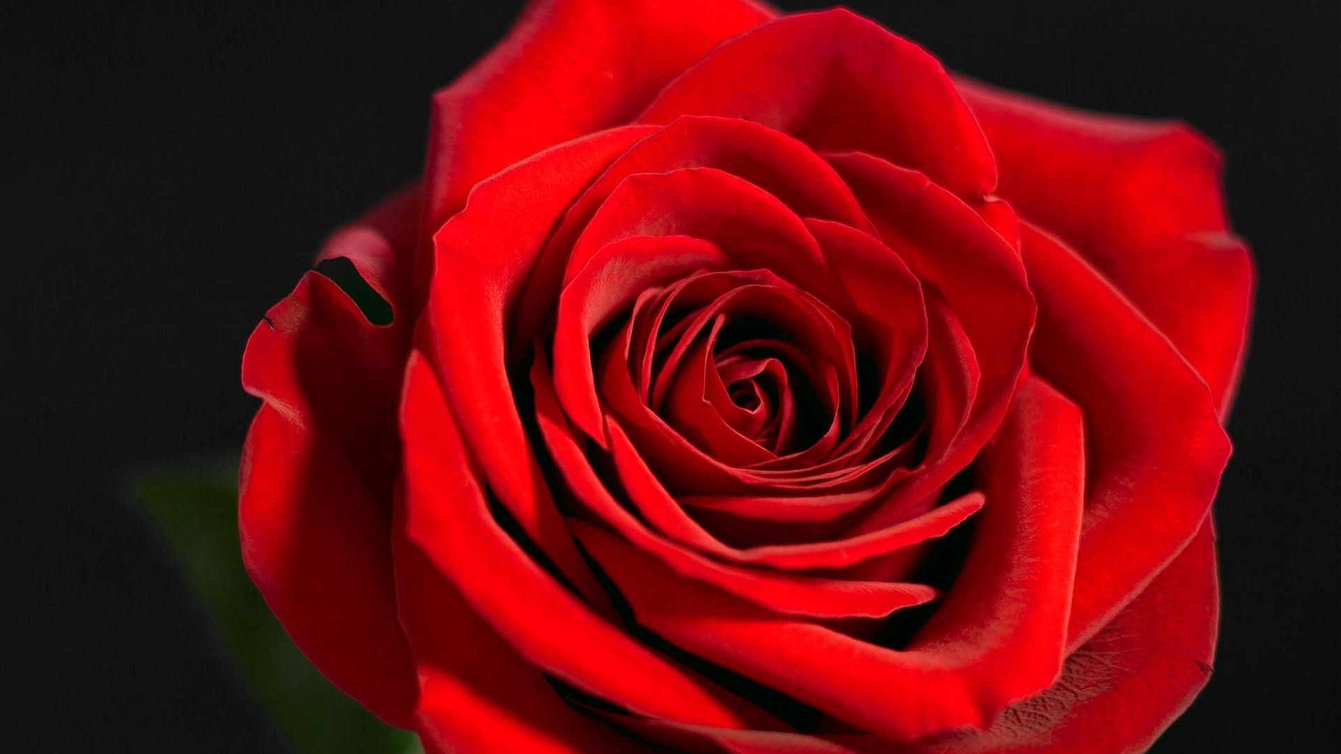 最美壁纸玫瑰花图片