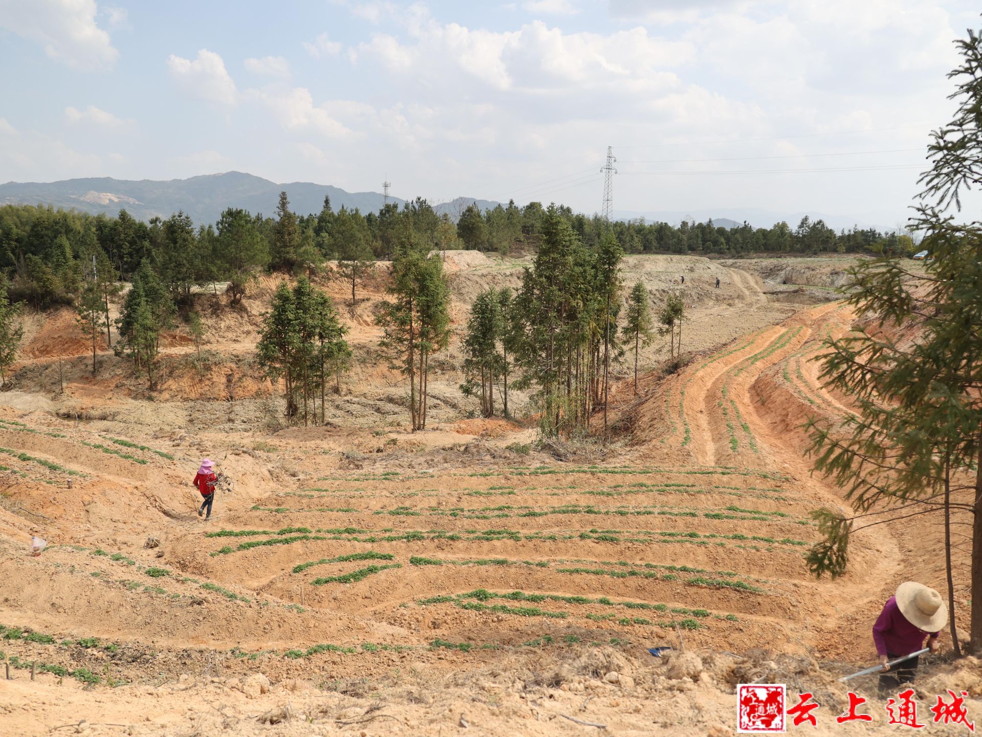 「看通城·乡村振兴⑤」五里镇尖山村:小艾草变身"金枝玉叶"