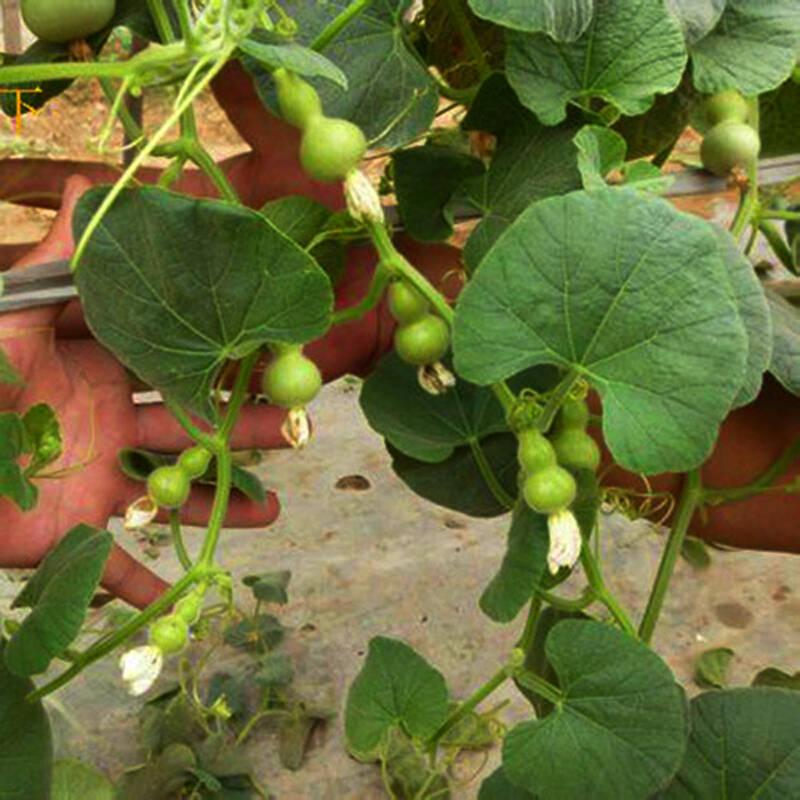 盆栽"小葫芦",一盆能结几十个,福禄满阳台,越小越值钱