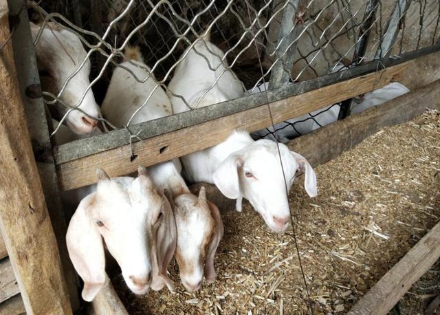 饲养羊的农户注意了,这几类东西不能给羊吃,不然可能会发生意外