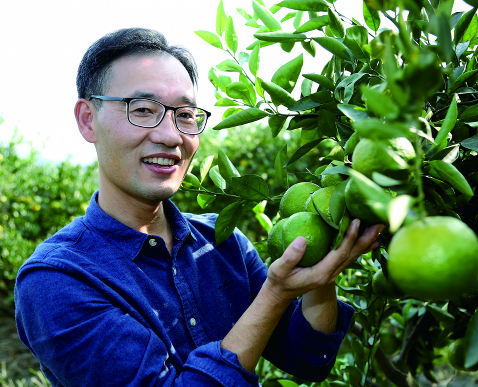 温州网讯  瓯柑是温州特有的水果,已有2400来年栽培史.