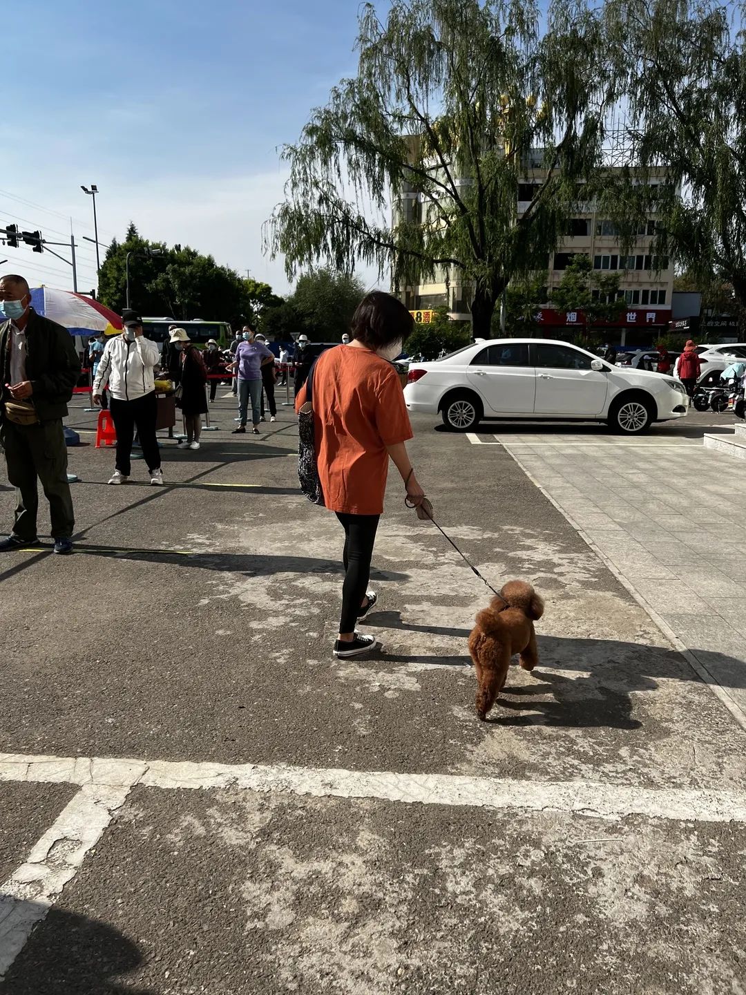 「文明在身边」各位"铲屎官",遛狗请牵绳!
