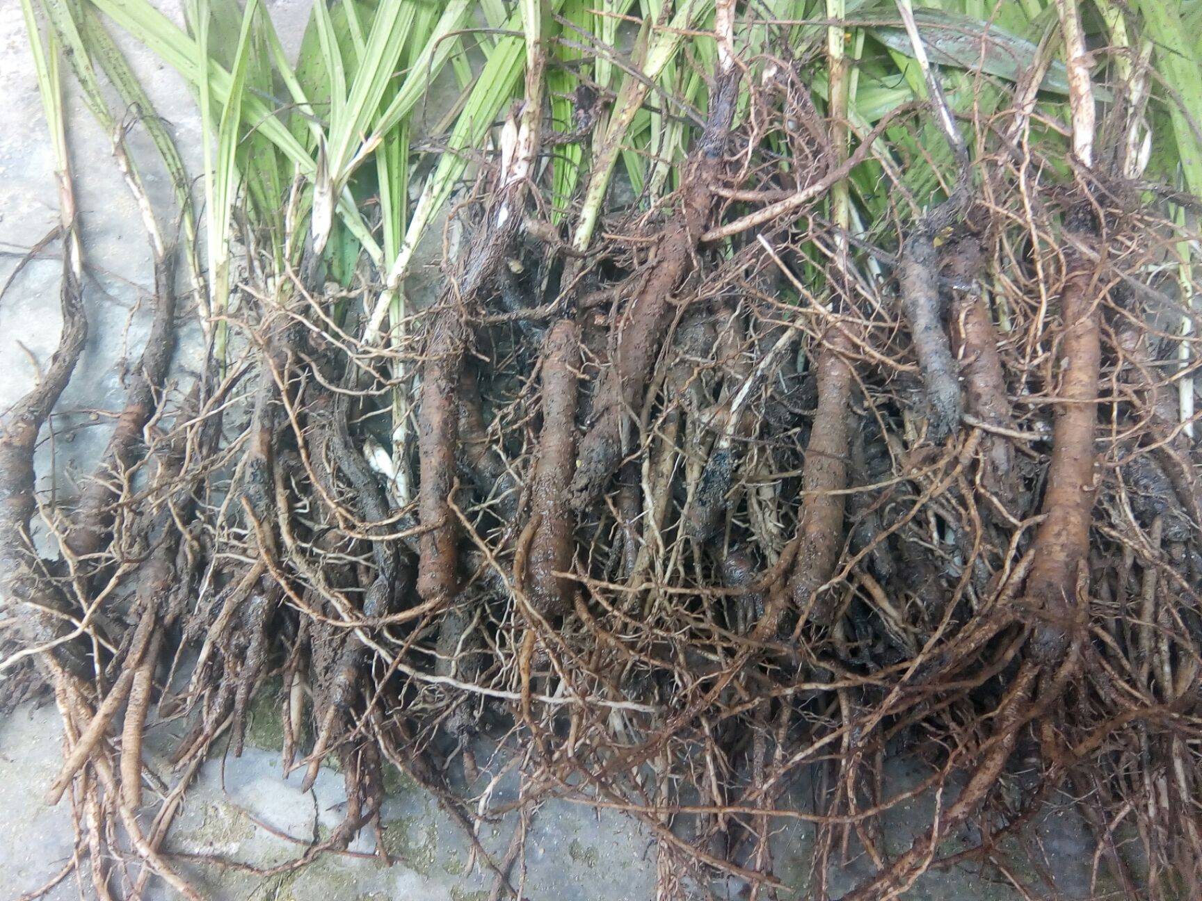 过去人见人铲的"杂草",如今成了"香饽饽",沾了"仙"气?