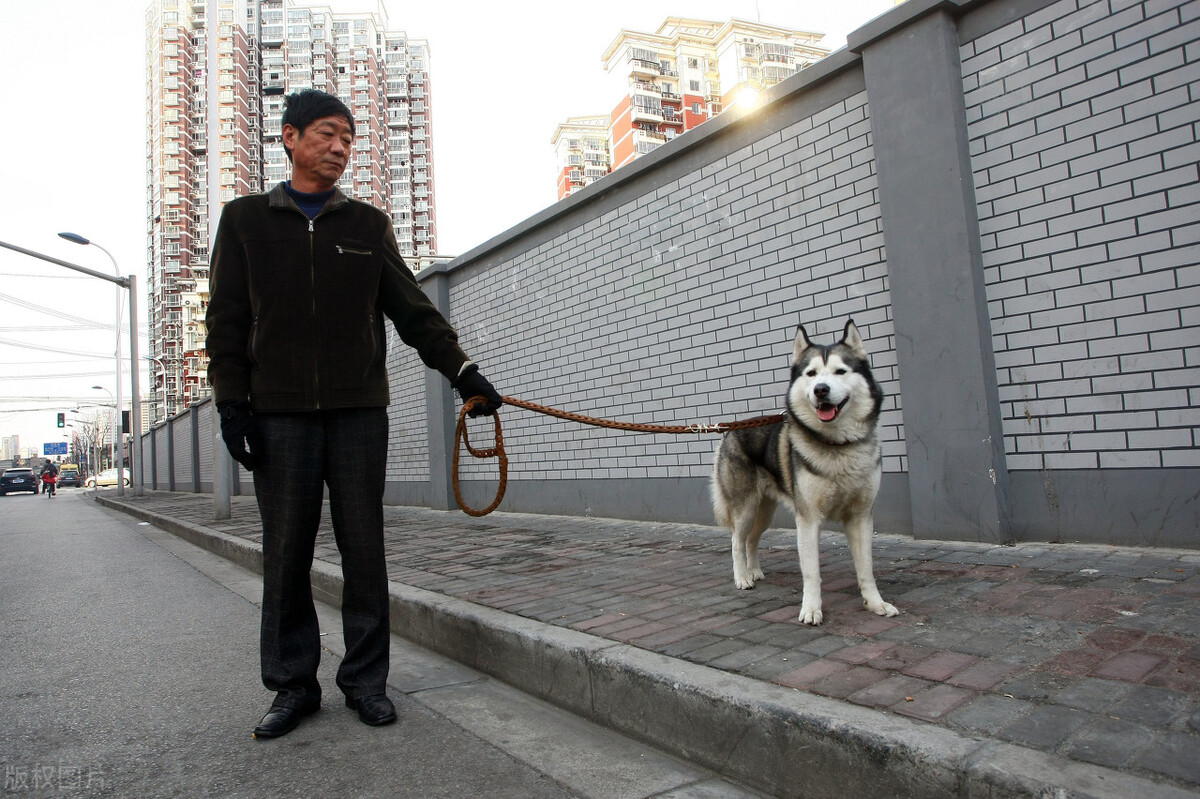 女子被藏獒吓到撞墙导致高位截瘫,狗主人被判赔100余万