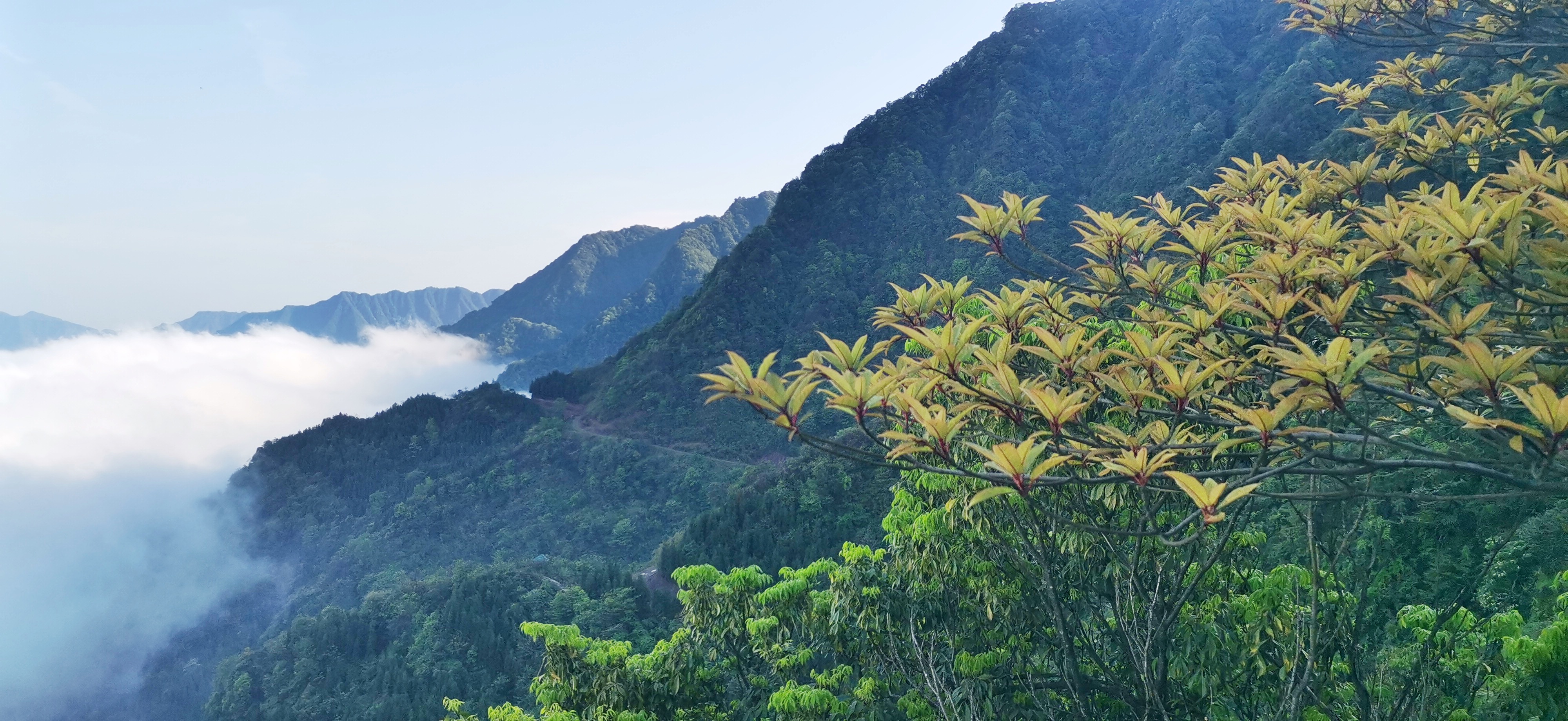 「创建天府旅游名县」古蔺虎头山睡莲叶杜鹃花开在云海中