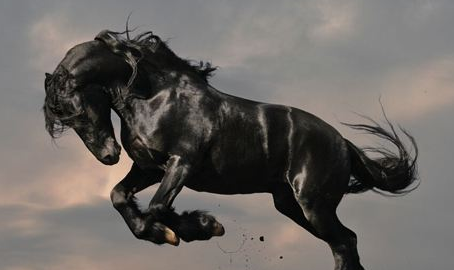 大家有谁知道张飞的坐骑,看完就知道了