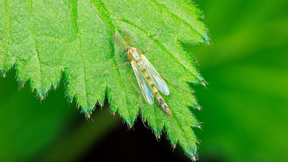 蚊子最大的天敌竟然不是蚊香教你一招5分钟蚊子跑光光