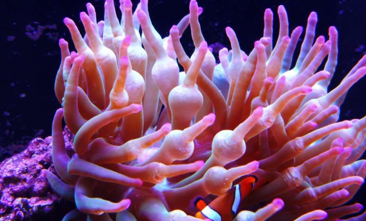 红奶嘴海葵喜欢高光还是低光?