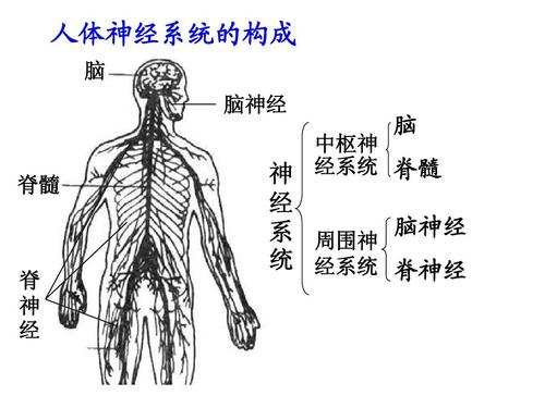 人体中枢神经示意图图片