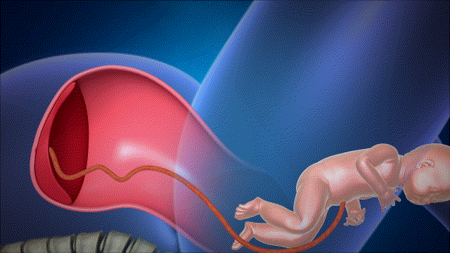 胎儿酒精谱系障碍(fasd),每1000例活产中有0.5至7.0例发生fas