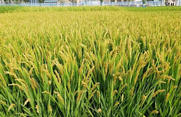 香型优良食味粳稻品种南粳58,叶稻瘟抗性好,生长表现优异