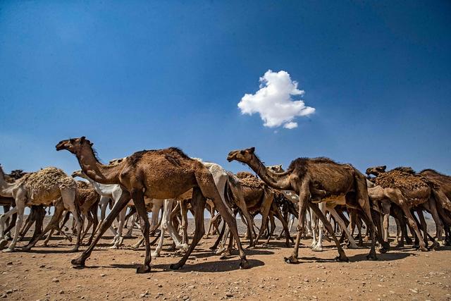 澳大利亚骆驼泛滥成灾：农民3小时射杀113头骆驼