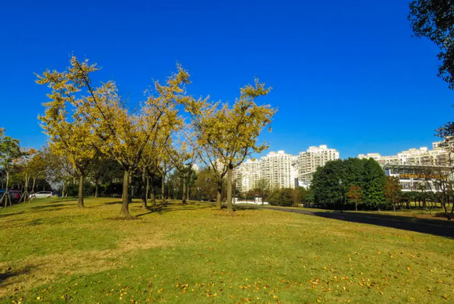 上海可以帶狗的公園有哪些?