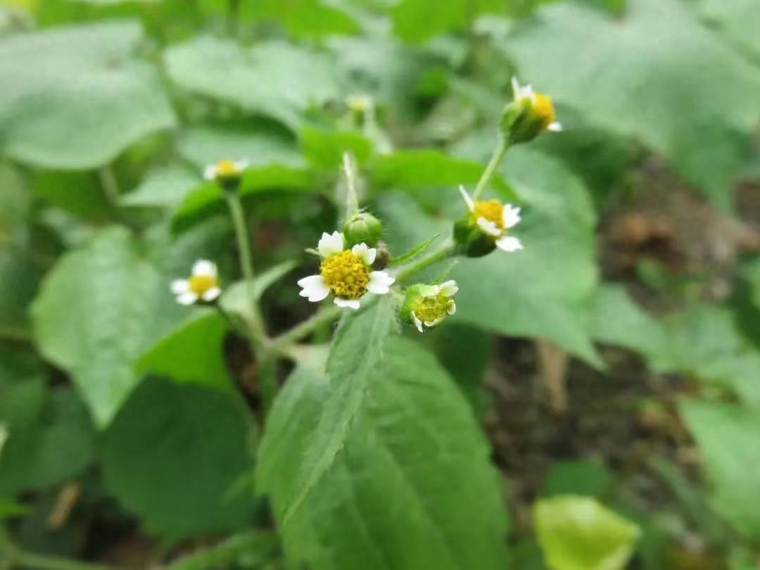 开白花的野草图片