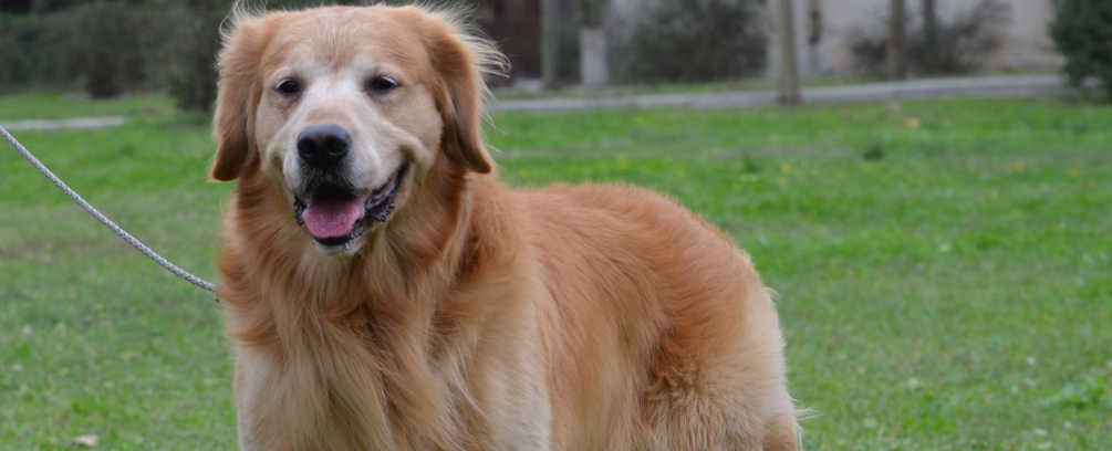 成年狗可以喝牛奶吗?