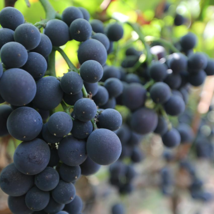 "高质量"葡萄非它莫属啦 想吃葡萄的你 一定不能错过哦~ 凉 山 西昌市