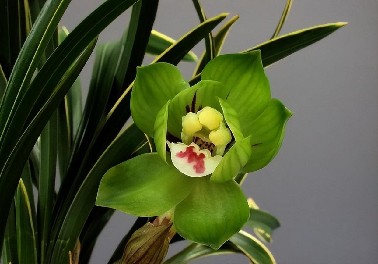 春兰皇后—绿云,犹如邻家小妹,娇羞秀美,花形独特,打理简单