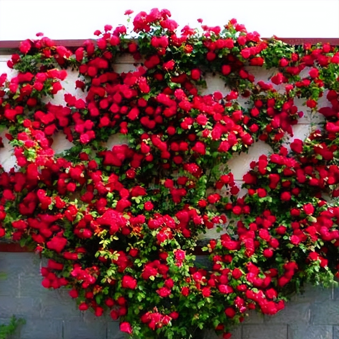 家中有庭院的,可以种植这种藤本植物,开花是红色,观赏度高