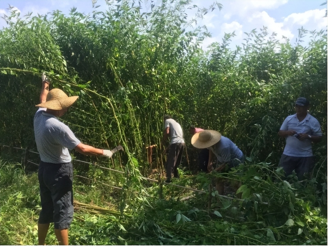 中国很少人种的黄麻,为啥在印度被大量种植?他们要黄麻有啥用?
